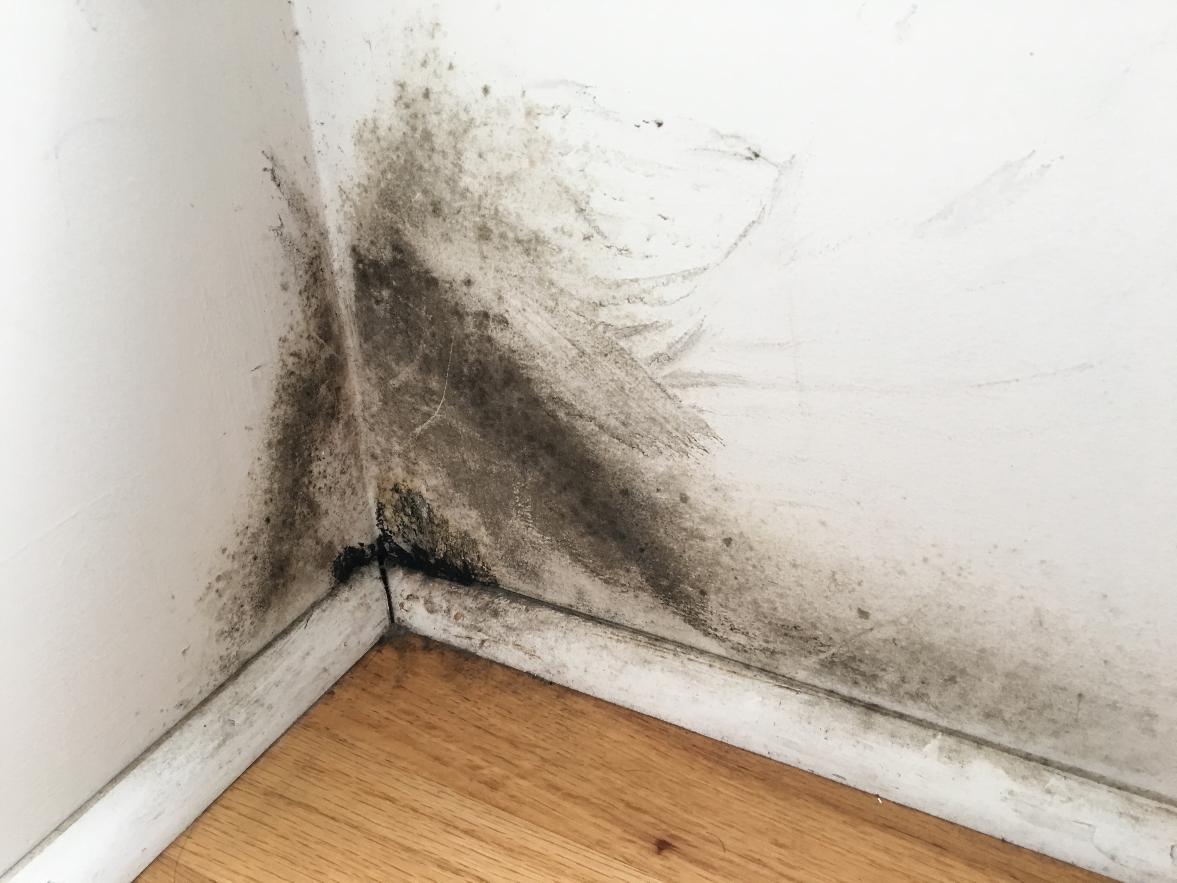 Mold on the Drywall 