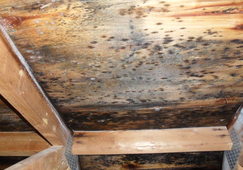 attic mold removal