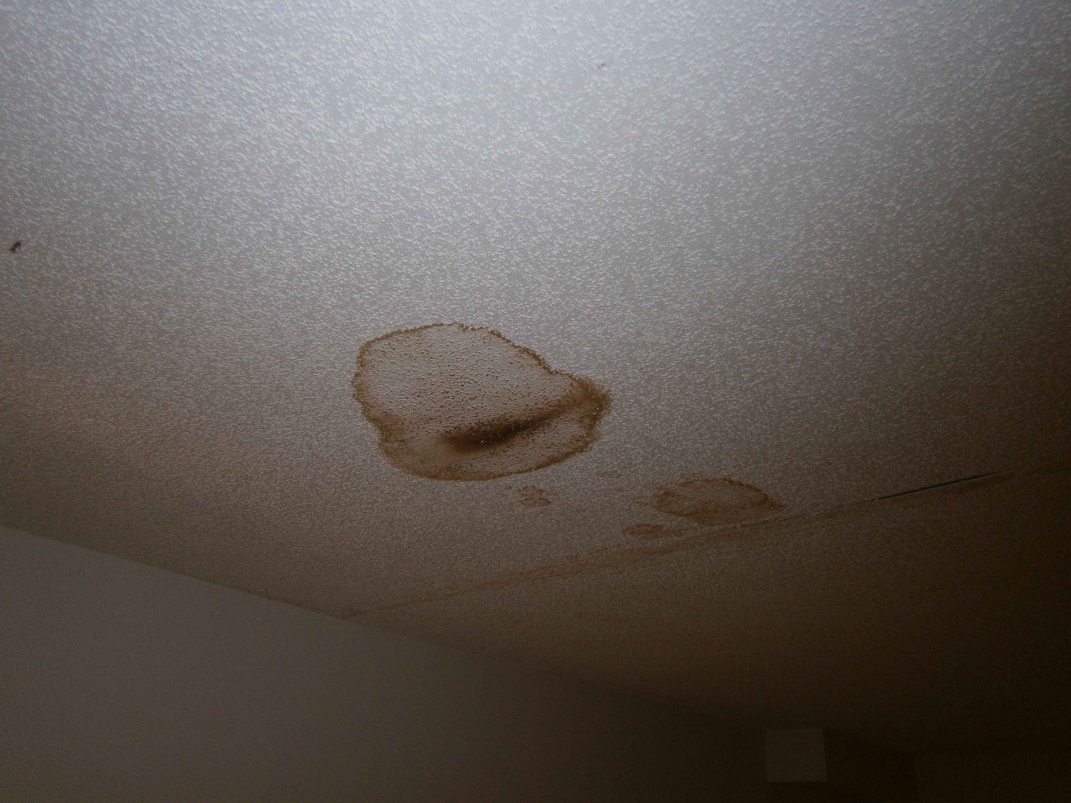 Mold on Wall