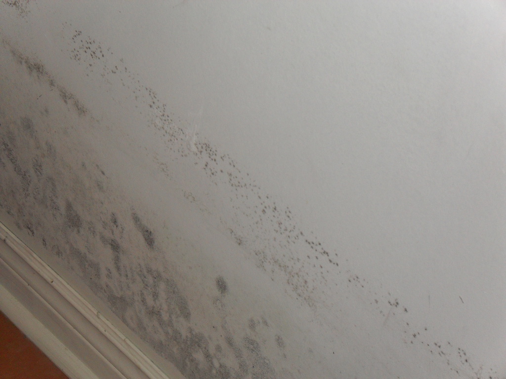 black mold in shower