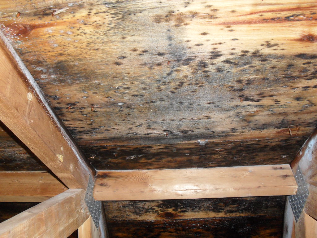 Toronto Mold Removal