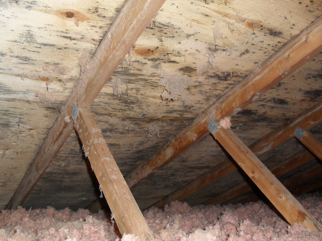 Mold in the Attic