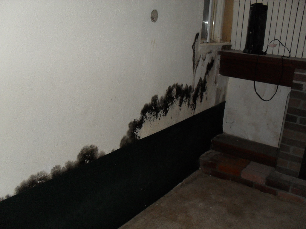 Black Toxic Mold