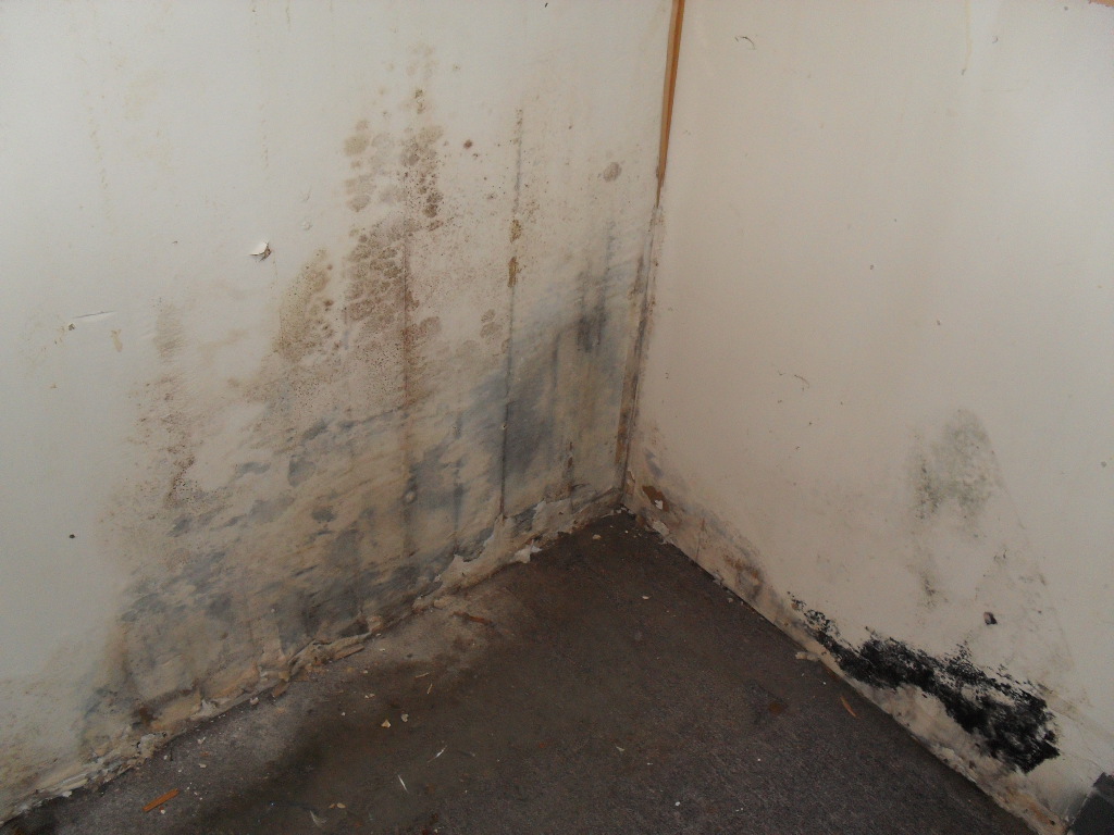 Mold Growth from Water Leak