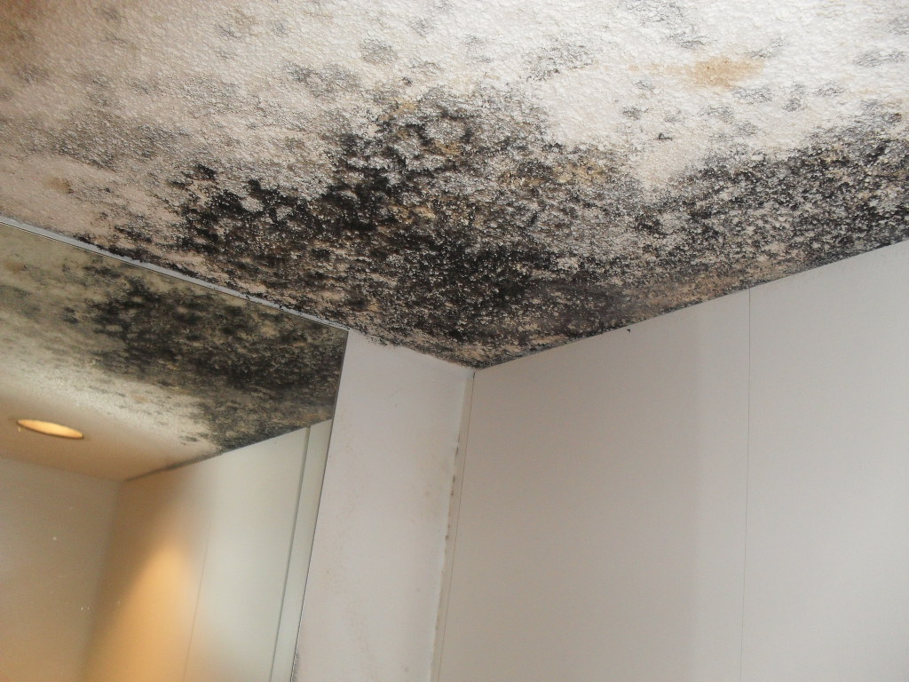 Mold on Ceiling