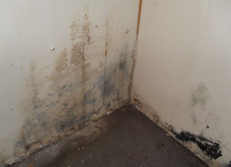 Mold on Drywall