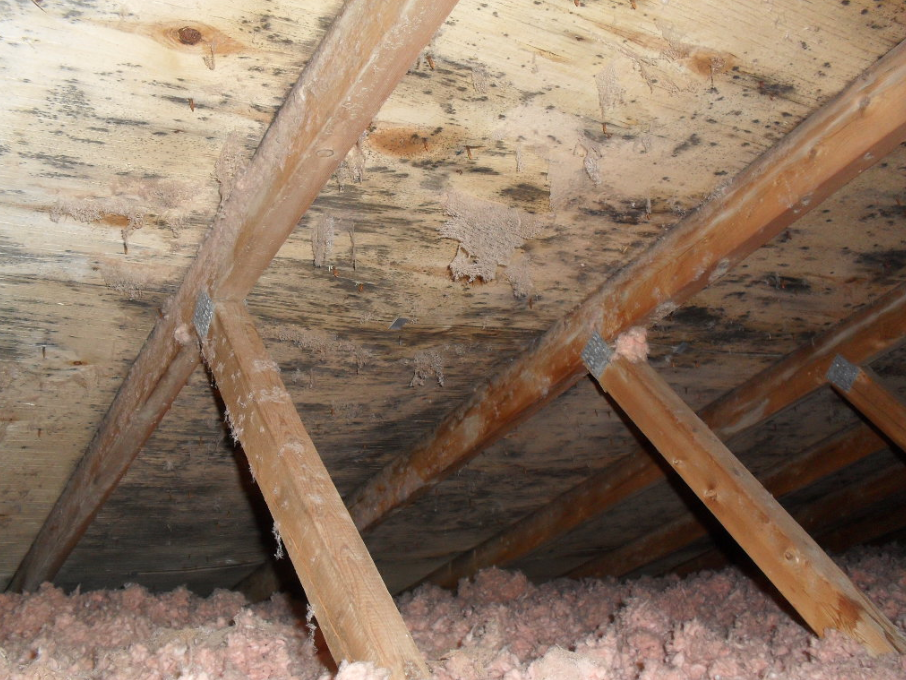 Attic Mold Removal