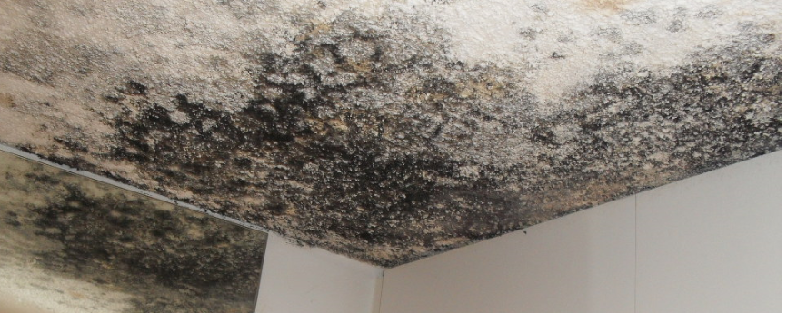 mold removal brampton