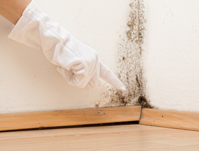 mold inspection boucherville