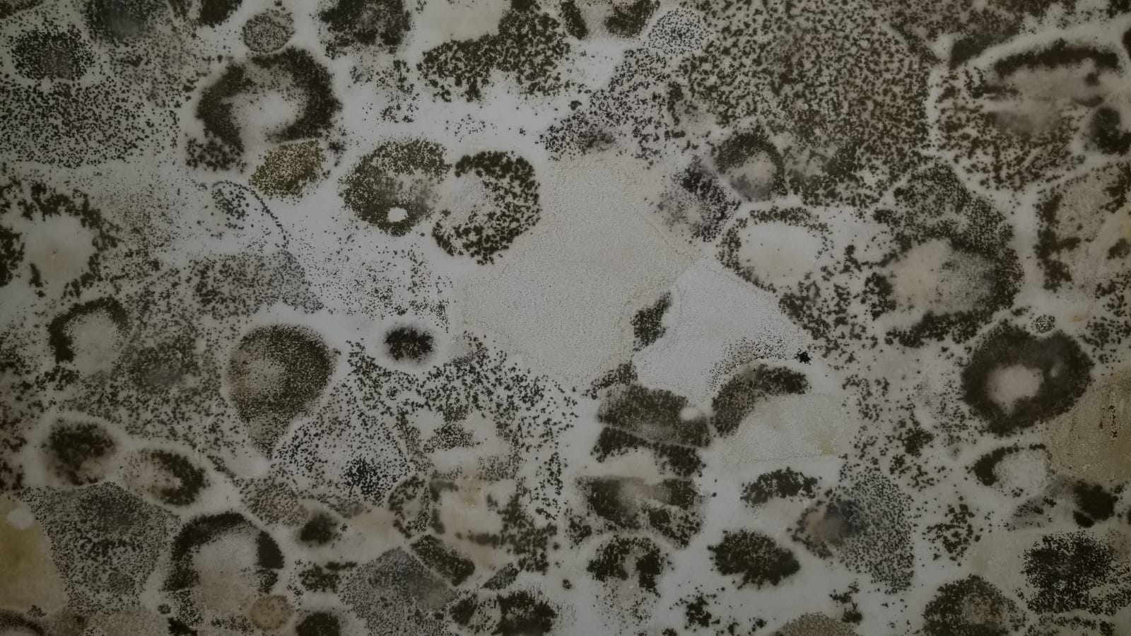 black mold roxboro