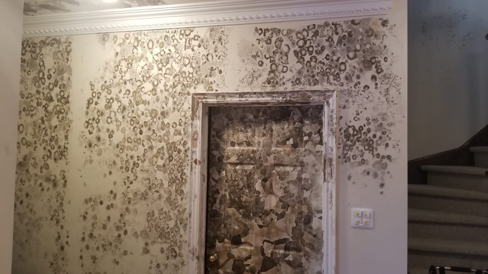 mold in burlington, mold inspection burlington, mold removal burlington