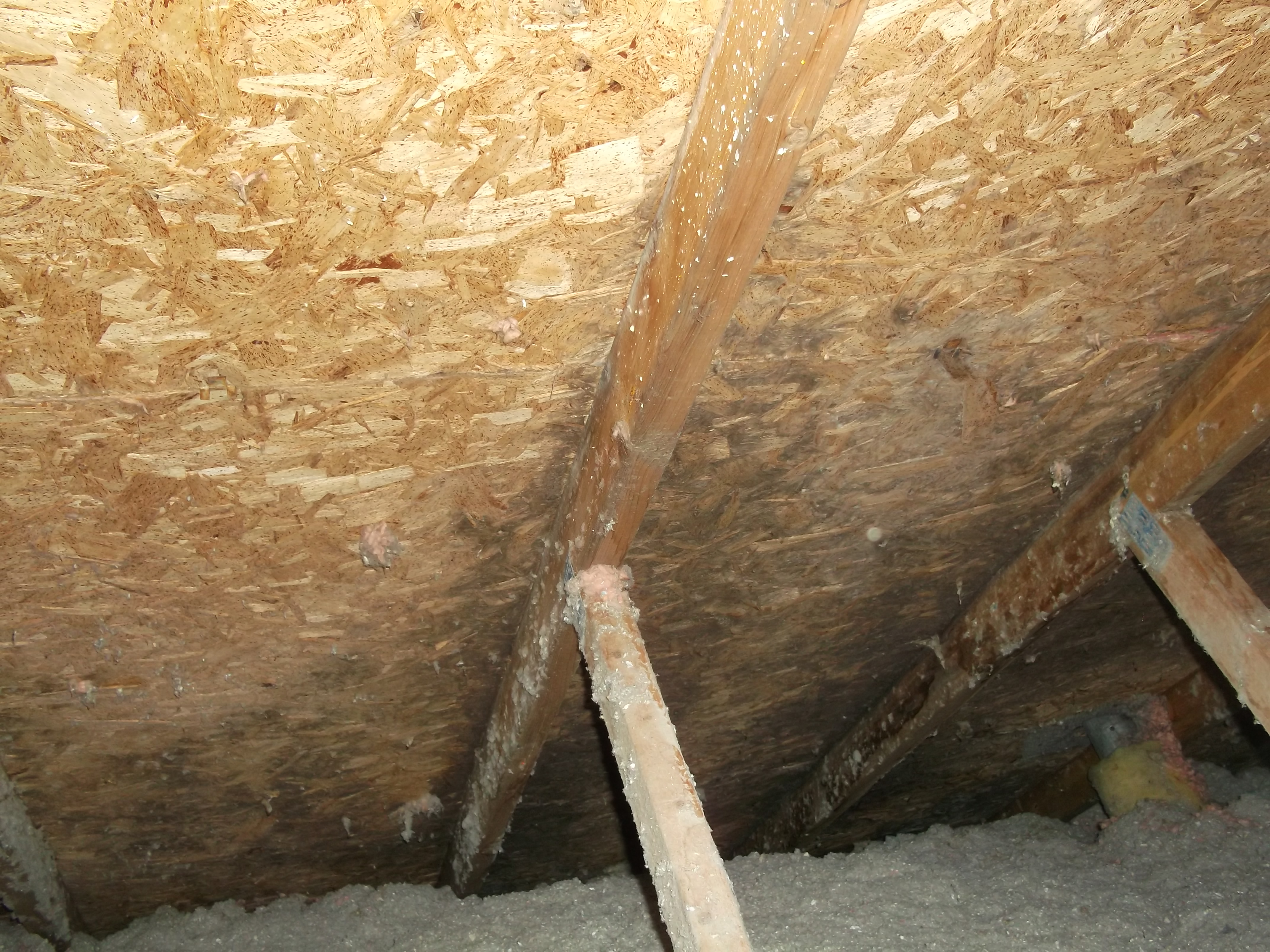 Mold in Attic