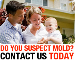 mold removal services