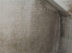 BLACK MOLD REMOVAL