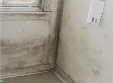 mold inspections Toronto